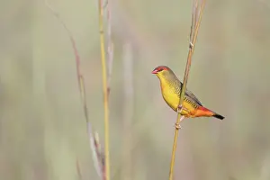 Estrildid Prints: Orange-breasted waxbill (Amandava subflava) male