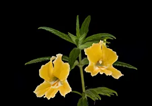Orange bush monkeyflower (Mimulus aurantiacus). Native to California and Oregon, USA Orange bush monkeyflower (Mimulus aurantiacus). Native to California and Oregon, USA