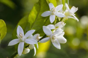 Images Dated 22nd July 2015: Orange (Citrus sinensis) tree flowers. Cultivated plant