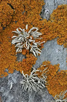 Catalogue3 Prints: Orange coloured Seashore Lichens (Xanthoria parietina) and Sea Ivory (Ramalina siliquosa) UK