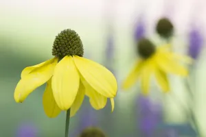 Yellow Collection: Orange coneflower (Rudbeckia fulgida). Occurs in North America. TU Delft Botanical Garden