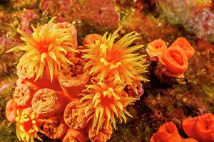 Scleractinia Prints: Orange cup coral (Tubastraea coccinea) polyps on coral reef, Hawaii, Pacific Ocean