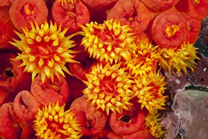 Orange cup coral (Tubastrea coccinea) Malpelo Island National Park, UNESCO World Heritage Site