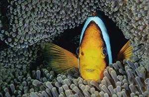 Clownfish Prints: Orange-fin anemonefish (Amphiprion chrysopterus) living with a Merten's sea anemone (Stichodactyla mertensii)