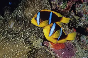 Clownfish Prints: Orange-fin anemonefish (Amphiprion chrysopterus)