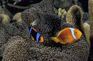 Clownfish Prints: Orange-fin anemonefish (Amphiprion chrysopterus) and a White-bonnet anemonefish (Amphiprion leucokranos)