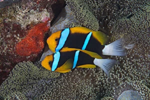 Amphiprion Bicinctus Gallery: Orange-finned anemonefish (Amphiprion chrysopterus) guarding their recently spawned red