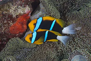 Orange Fin Anemonefish Prints: Orange-finned anemonefish (Amphiprion chrysopterus) guarding their recently spawned red