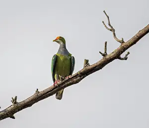 Papua New Guinea Prints: Orange-fronted fruit dove (Ptilinopus aurantiifrons) perched on branch
