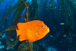 Alex Mustard 2021 Update Collection: Orange garibaldi damselfish (Hypsypops rubicundus) in a giant kelp (Macrocystis pyrifera