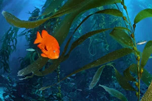 Orange Garibaldi damselfish (Hypsypops rubicundus) in a giant kelp (Macrocystis pyrifera