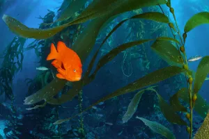 Kelp Prints: Orange Garibaldi damselfish (Hypsypops rubicundus) in a giant kelp (Macrocystis pyrifera