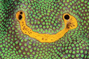 Anthrozoan Gallery: Orange icing sponge (Mycale laevis) growing on Mountainous star coral (Orbicella faveolata)