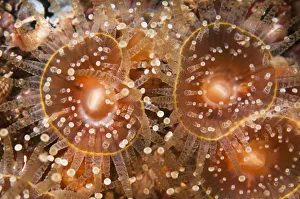 Sea Life Prints: Orange jewel anemones (Corynactis viridis) Sula Sgeir, Scotland, UK, February
