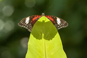 An Orange lacewing butterfly (Cethosia penthesilea), Cairns Botanical Gardens, Queensland