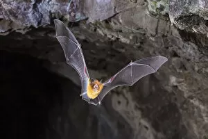 Images Dated 11th January 2022: Orange leaf-nosed bat (Rhinonicteris aurantia) flying out of abandoned mine in late evening
