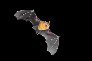 Nocturnal Prints: Orange leaf-nosed bat (Rhinonicteris aurantia) in flight at night