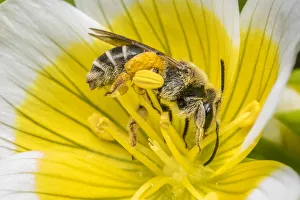 Orange legged furrow bee (Halictus rubicundus) feeding on Poached egg flower (Limnanthes