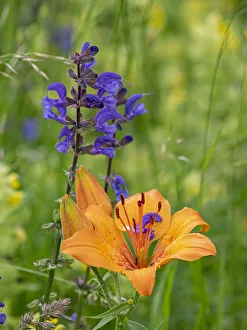 Labiatae Prints: Orange lily (Lilium bulbiferum) and Meadow clary (Salvia pratensis
