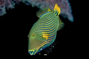 Tetraodontiformes Prints: Orange-lined triggerfish (Balistapus undulatus) spitting out sand while feeding on a coral reef