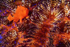 Luzon Prints: Orange painted frogfish (Antennarius pictus) resting between the venemous spines of a Fire urchin (Asthenosoma varium)
