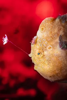 Sea Life Prints: Orange painted frogfish (Antennarius pictus) fishing