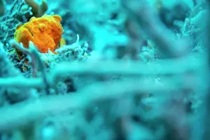 South East Asia Prints: Orange painted frogfish (Antennarius pictus) hiding among sponges and rubble