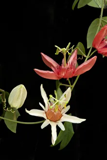 Vine Prints: Orange-petaled passionflower (Passiflora aurantia) changing colour from cream to orange