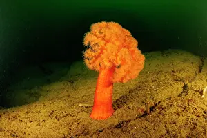 Actiniaria Prints: Orange plumose anemone (Metridium senile) on seabed