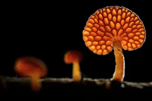 Black Background Prints: Orange pore fungus (Favolaschia claudopus)