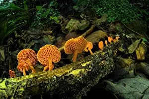 Fungi Prints: Orange pore fungus (Favolaschia claudopus) fruiting body growing on a fallen tree branch