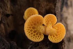 Agaricales Prints: Orange pore fungus (Favolaschia claudopus) newly emerged fruiting bodies growing together on a fallen tree branch