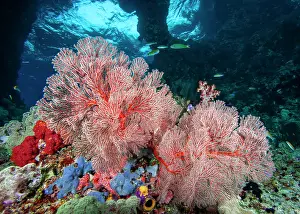 Oceania Prints: Orange sea fans (Melithaea sp.) in a large underwater cavern with two openings to the surface