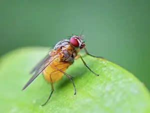 Muscomorpha Prints: Orange-shouldered bristleshin (Phaonia rufiventris) portrait