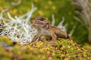 Gecko Prints: Orange-spotted gecko (Mokopirirakau 'Roys Peak') portrait