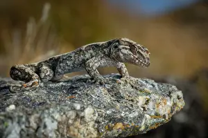 Gecko Prints: Orange-spotted gecko (Mokopirirakau 'Roys Peak') resting on a rock