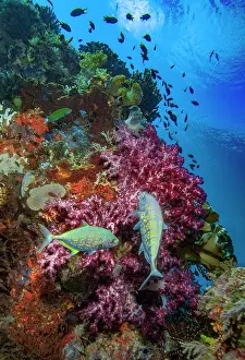 Dameselfishes Prints: Orange-spotted trevally (Carangoides bajad) on a coral reef