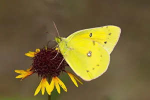 Orange sulphur butterfly (Colias eurytheme) on flower, Sam Houston National Forest