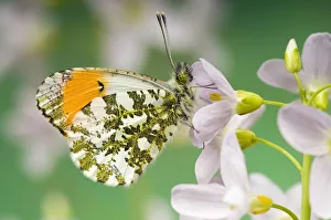 Butterflies Prints: Orange Tip (Anthocaris cardamines) Male at rest on Cuckoo flower / Ladys smock