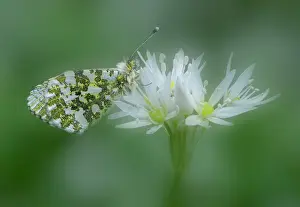 Papilionoidea Prints: Orange-tip (Anthocharis cardamines) female