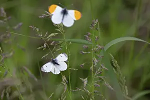 Pieridae Prints: Orange-tip butterflies (Anthocharis cardamines) pair