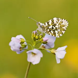 Images Dated 10th April 2011: Orange Tip butterfly {Anthocharis cardamines} female resting on Cuckooflower {Cardamine pratensis}