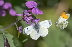 Images Dated 2nd May 2017: Orange tip butterfly (Anthocharis cardamines) female and male, visiting Honesty flower