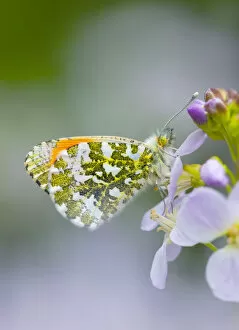 Nectaring Gallery: Orange-tip butterfly (Anthocharis cardamines), male on Cuckooflower (Cardamine pratensis)