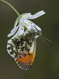 Anthocharis Cardamines Gallery: Orange tip butterfly (Anthocharis cardamines) male on Greater stitchwort flower in