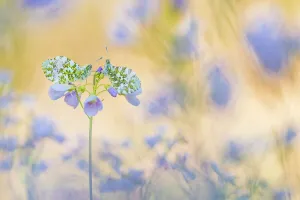 2020 December Highlights Gallery: Orange tip butterfly (Anthocharis cardamines) two females on Cuckooflower