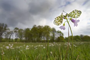 Orange tip butterfly (Anthocharis cardamines), two females on Cuckooflower