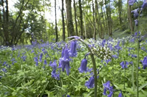Hyacinthoides Prints: Orange tip butterfly (Anthocharis cardamines) female on Bluebell flower (Hyacinthoides