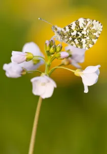 Orange Tip butterfly {Anthocharis cardamines} female resting on Cuckooflower {Cardamine pratensis}