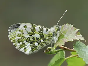 Papilionoidea Prints: Orange tip butterfly (Anthocharis cardamines) female resting on a leaf